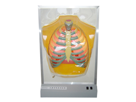 SD-101 33224���w�����\��(d��ng)ģ��